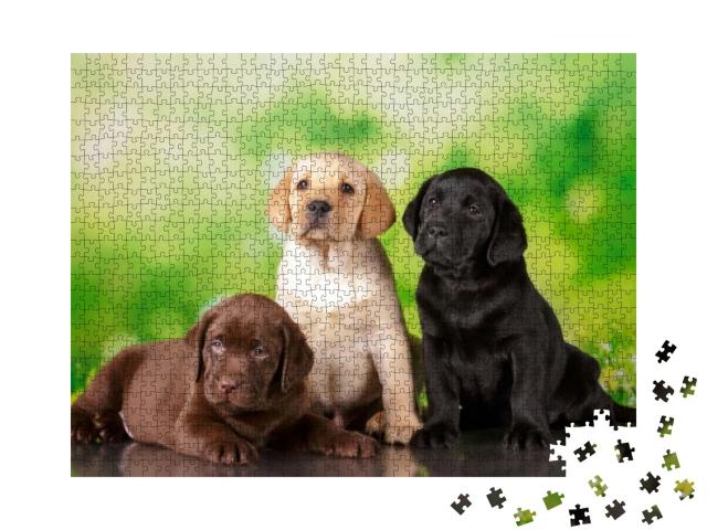 Puzzle 1000 Teile „Dreifach süß: Ein brauner, ein goldener und ein schwarzer Labrador-Welpe“