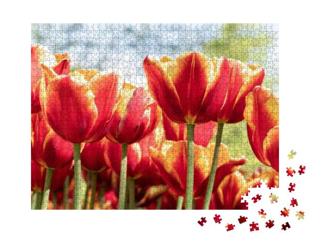 Puzzle 1000 Teile „Rote Tulpen blühen, Tulpenfest Morges, Schweiz, Nahaufnahme von Blumen“