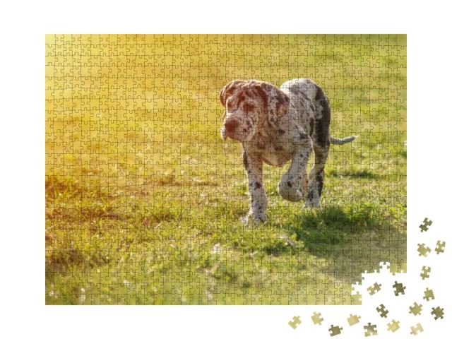 Puzzle 1000 Teile „Welpe: Deutsche Dogge auf dem Rasen“