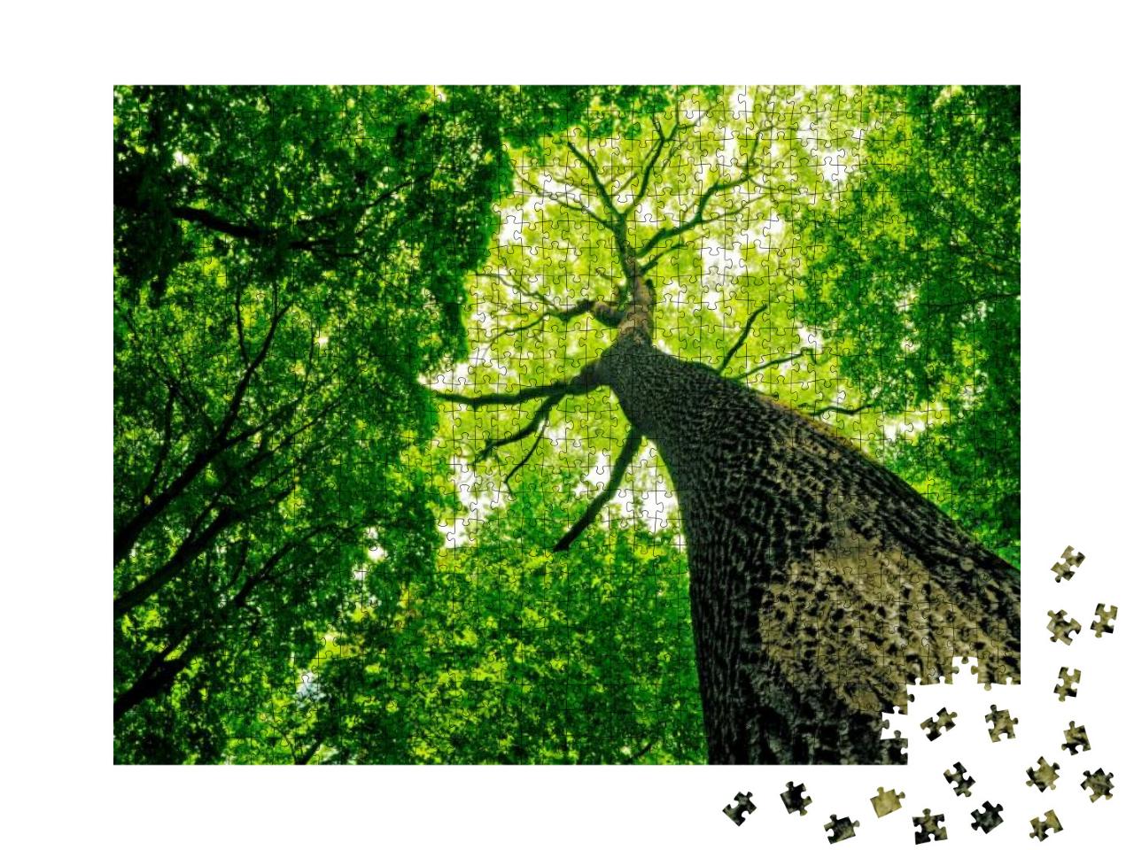 Puzzle 1000 Teile „Naturwald“