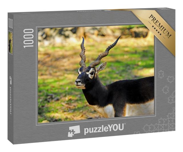 Puzzle 1000 Teile „Ein männlicher Schwarzbock mit gedrehten Hörnern“