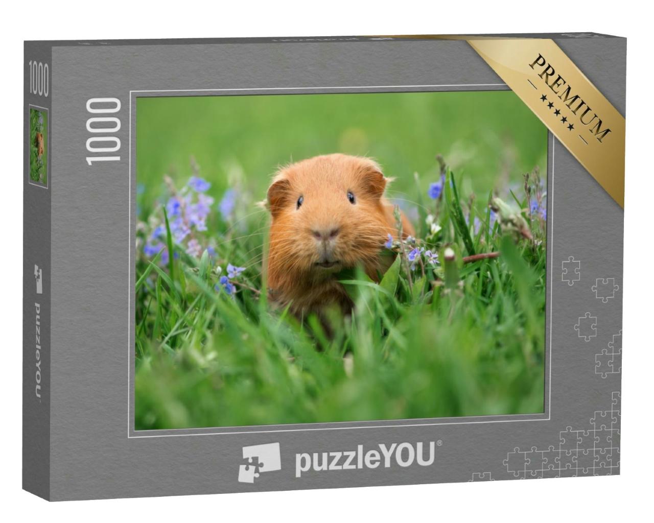 Puzzle 1000 Teile „Süßes Meerschweinchen posiert auf Gras“