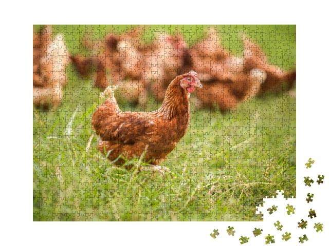 Puzzle 1000 Teile „Hühner auf der Wiese“