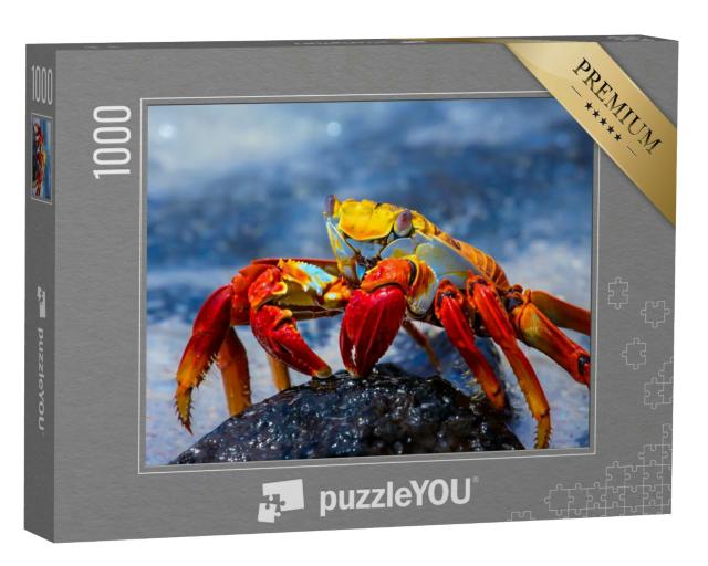 Puzzle 1000 Teile „Sally Lightfoot Krabbe auf einem Lavafelsen, Galapagos“