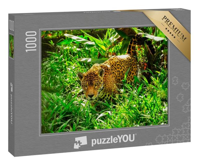 Puzzle 1000 Teile „Ein erwachsener Jaguar auf der Pirsch im Gras“