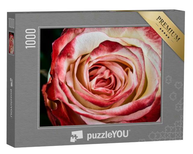Puzzle 1000 Teile „Rote und weiße Rose auf schwarzem Hintergrund“