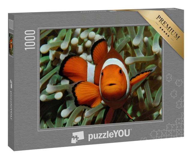 Puzzle 1000 Teile „Gut versteckt: Amphiprion, Westlicher Clownfisch mit Anemone“