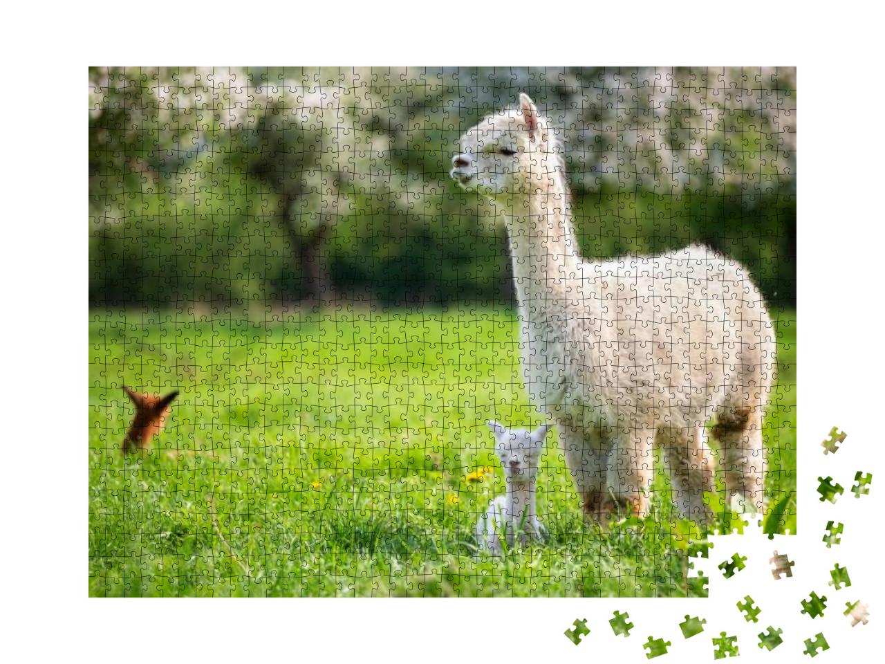 Puzzle 1000 Teile „Weißes Alpaka mit Nachkommen, südamerikanisches Säugetier“