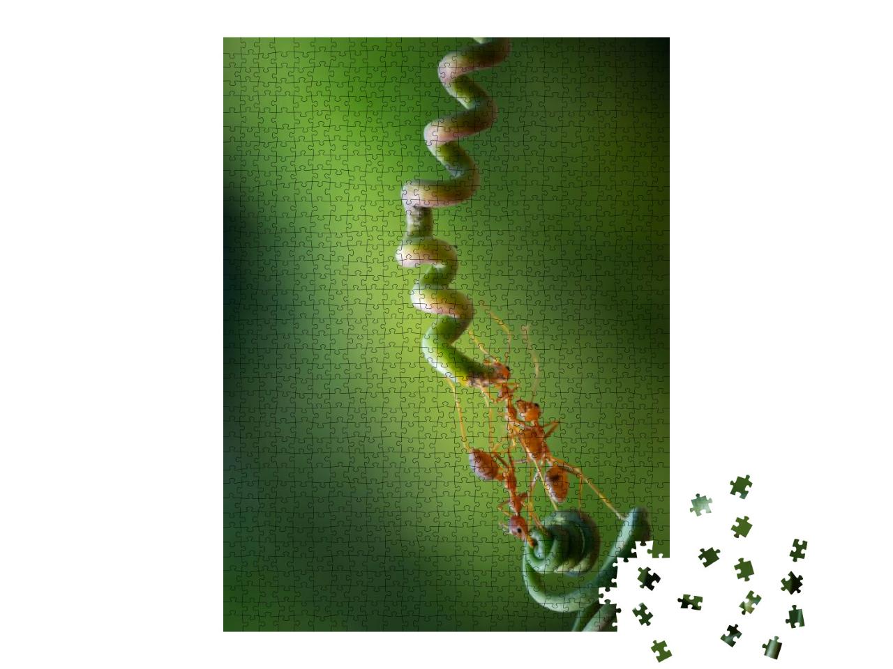 Puzzle 1000 Teile „Ameisen tragen Nahrung im Team“