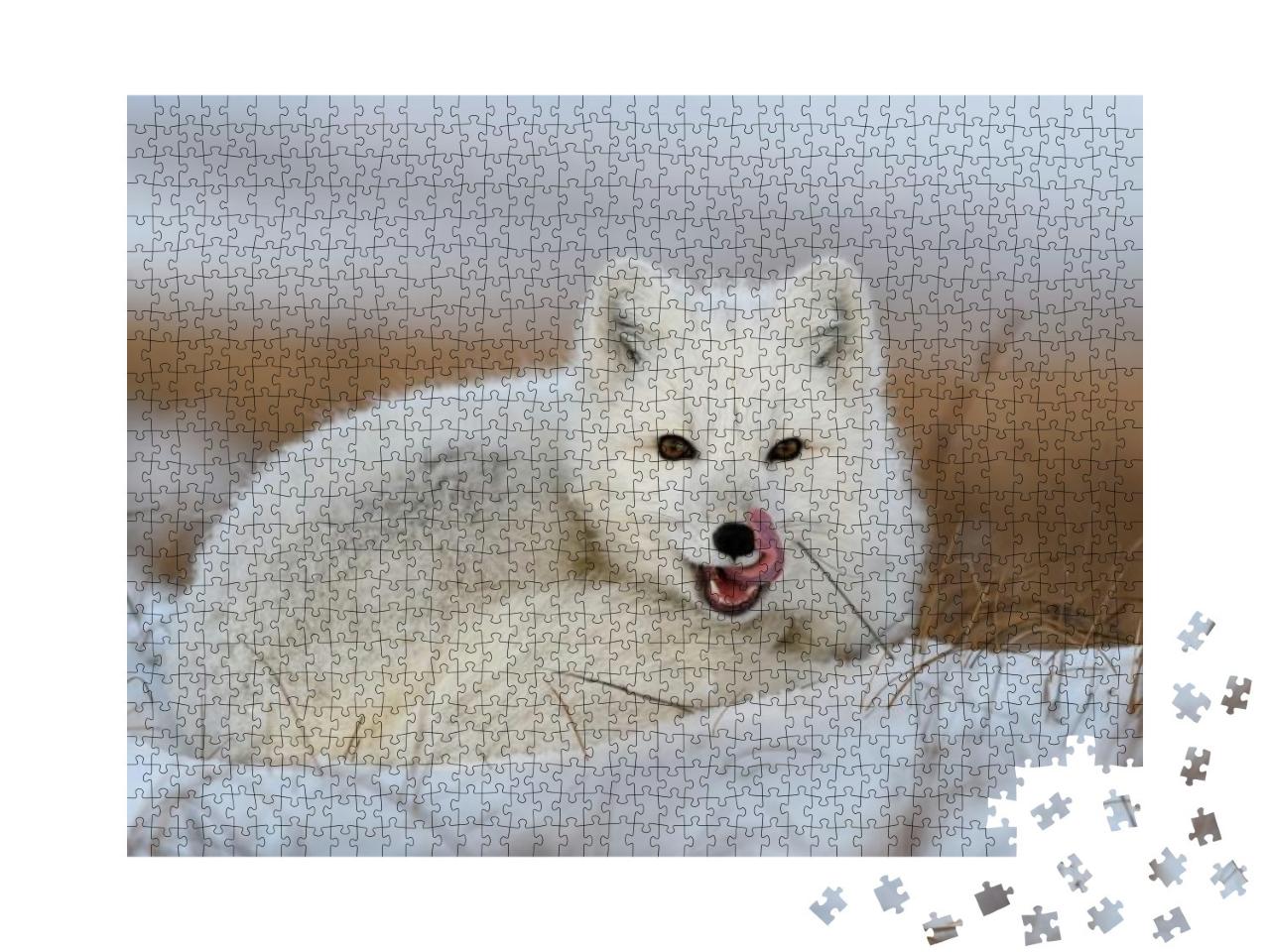 Puzzle 1000 Teile „Weißer Polarfuchs, Vulpes Lagopus, zusammengerollt auf Schnee“