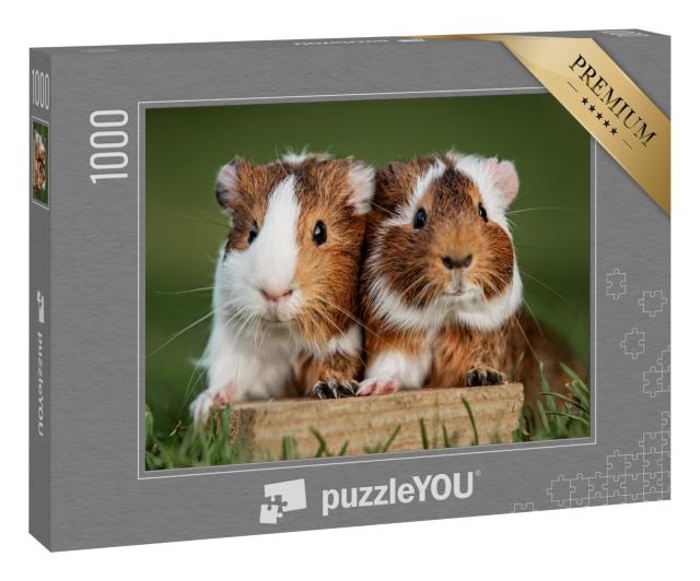 Puzzle 1000 Teile „Zwei hübsche Meerschweinchen“