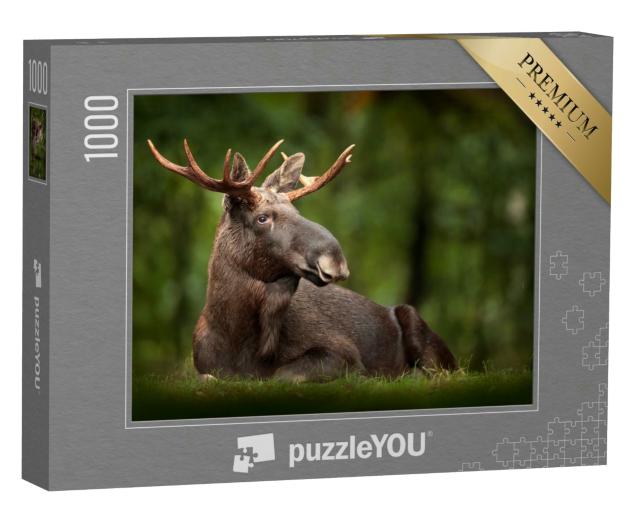 Puzzle 1000 Teile „Elch: schönes Tier in der Natur“