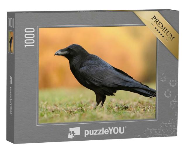 Puzzle 1000 Teile „Der Kolkrabe aus der Familie der Sperlingsvögel“