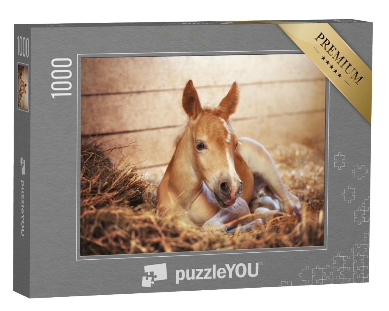 Puzzle 1000 Teile „Hübsches Haflingerfohlen im Stall“