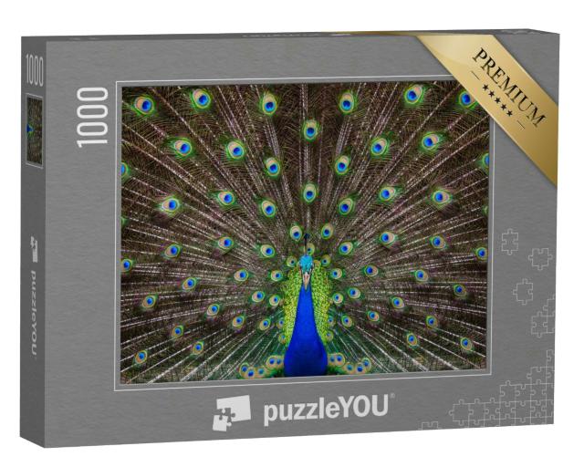 Puzzle 1000 Teile „Porträt eines schönen Pfaus mit ausgefahrenen Federn“