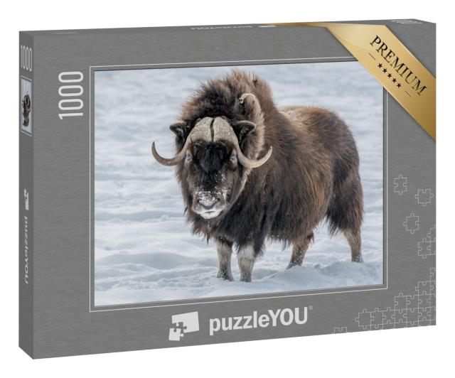 Puzzle 1000 Teile „Beeindruckender Moschusochse im Schnee“