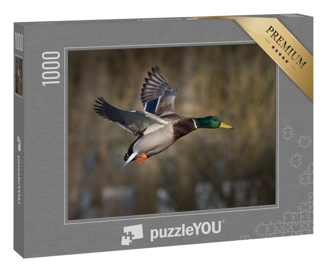 Puzzle 1000 Teile „Stockente im Flug“