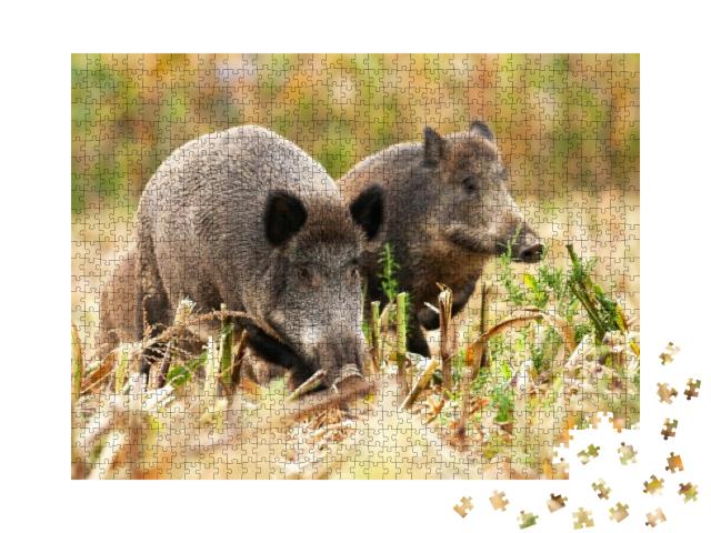 Puzzle 1000 Teile „Eine Herde Wildschweine, sus scrofa, wandert umher und sucht nach Nahrung“