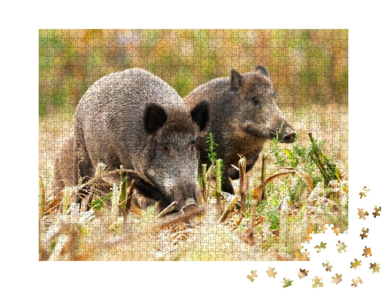 Puzzle 1000 Teile „Eine Herde Wildschweine, sus scrofa, wandert umher und sucht nach Nahrung“