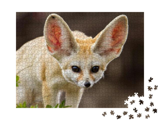 Puzzle 1000 Teile „Niedlicher Fennek-Fuchs mit großen Ohren“
