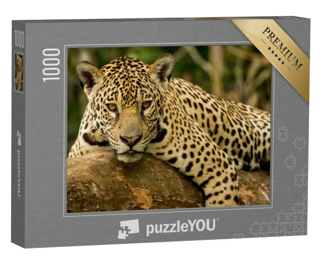 Puzzle 1000 Teile „Brasilianisches Pantanal: der Jaguar“