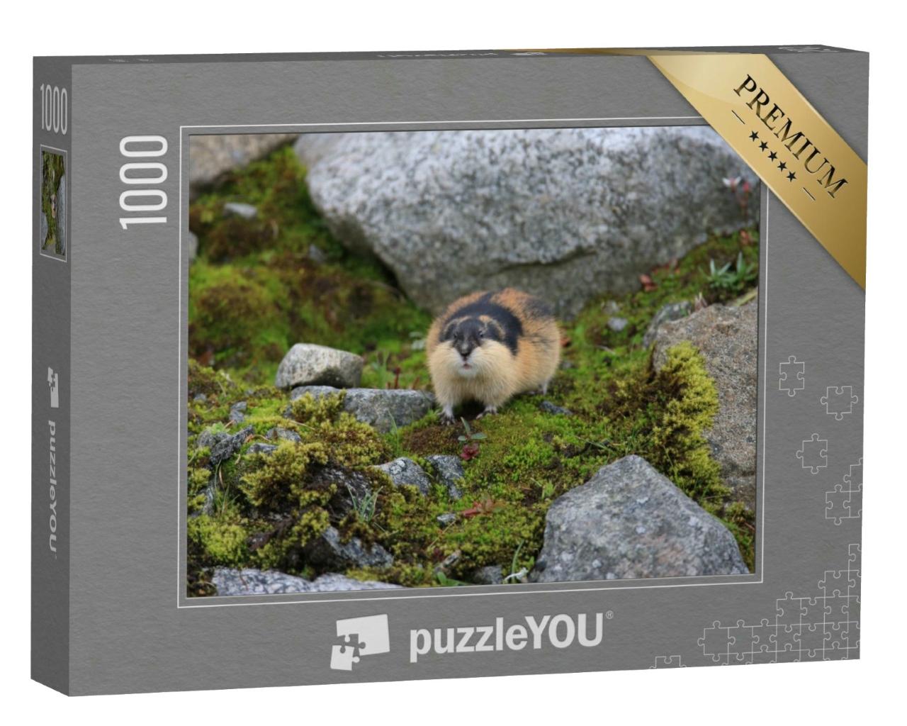 Puzzle 1000 Teile „Norwegischer Lemming in Jotunheimen in Norwegen“