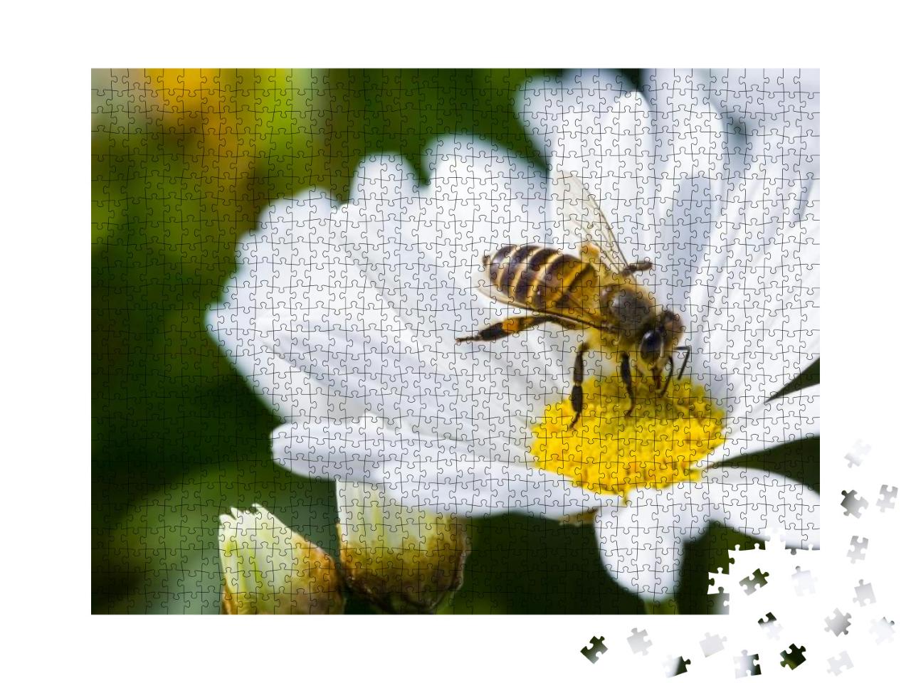 Puzzle 1000 Teile „Einzelne Gänseblümchenblüte und Biene im Frühling“