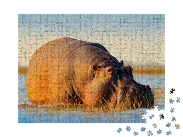 Puzzle 1000 Teile „Afrikanisches Flusspferd, Chobe River, Botswana. Wildlife-Szene aus der afrikanischen Natur“