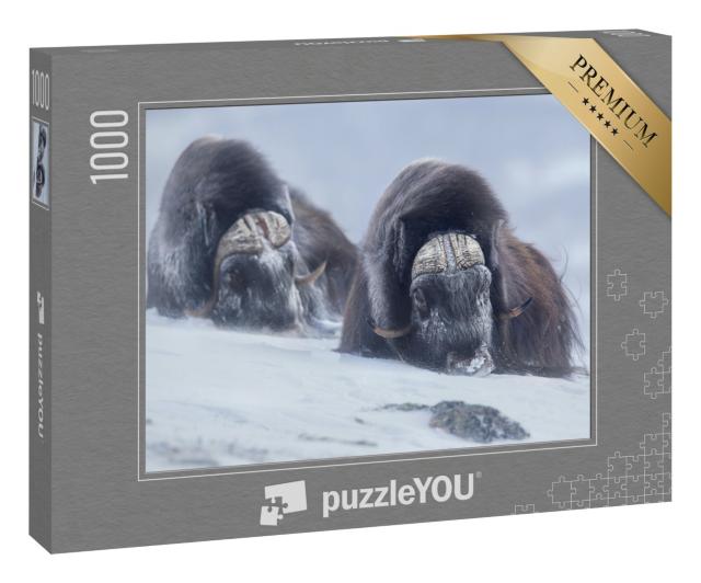 Puzzle 1000 Teile „Zwei große Moschusochsen in den verschneiten Bergen des norwegischen Winters“