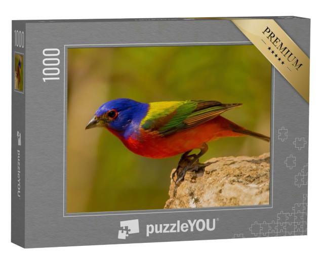 Puzzle 1000 Teile „Die Rohrammer, Amerikas vielleicht schönster Singvogel“