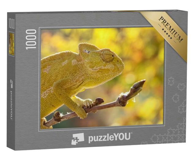 Puzzle 1000 Teile „Gewöhnliches Chamäleon, Chamaeleo chamaeleon, Türkei“
