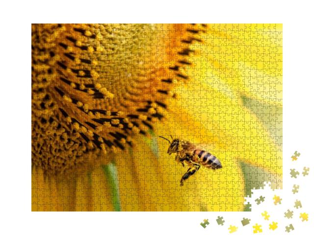 Puzzle 1000 Teile „Honigbiene bestäubt Sonnenblumenpflanze“