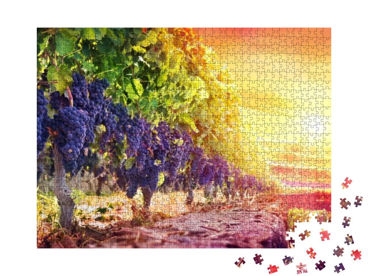 Puzzle 1000 Teile „Reife Trauben im Weinberg bei Sonnenuntergang, Weinlese“