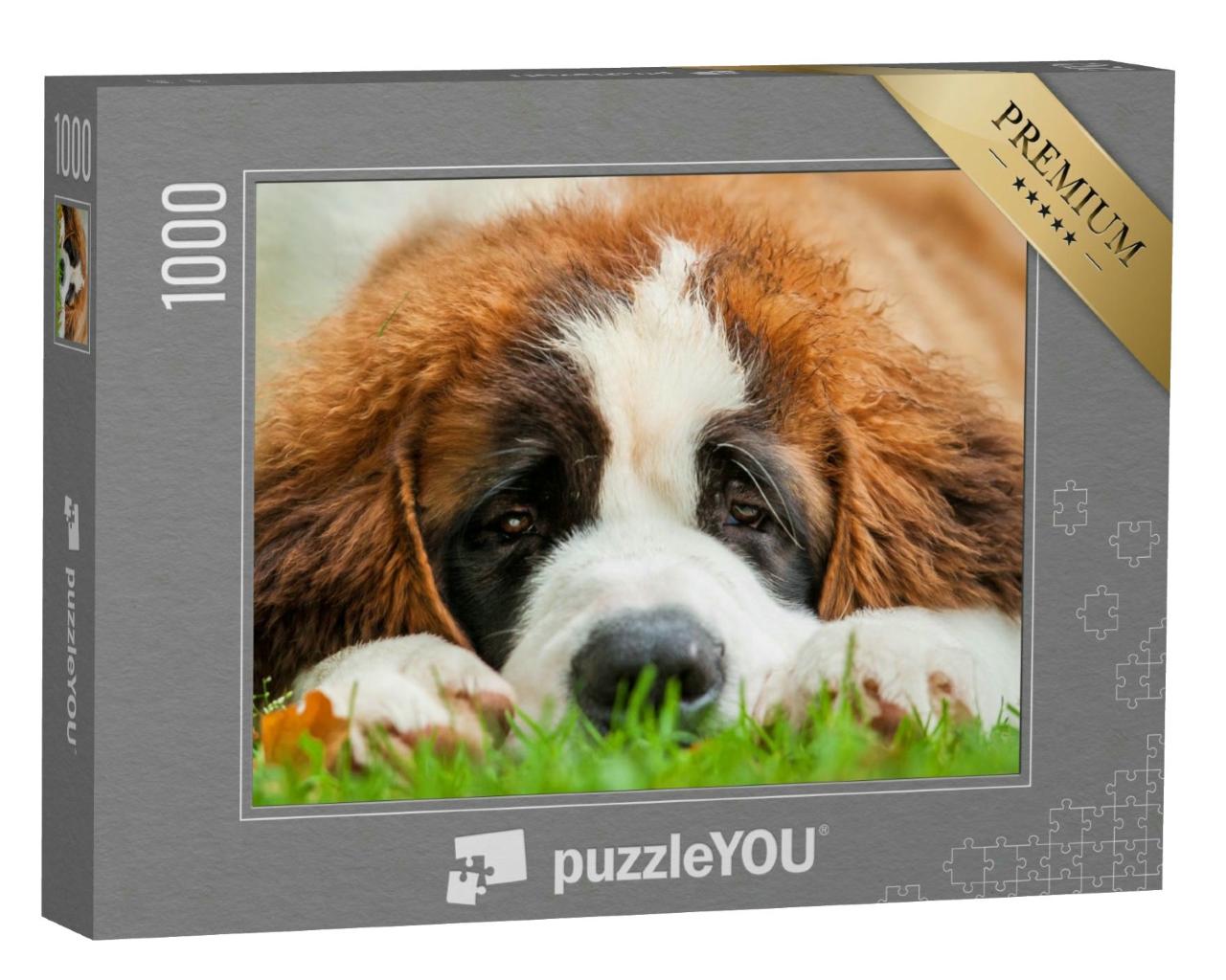 Puzzle 1000 Teile „Porträt eines Bernhardinerwelpen, der im Gras liegt“