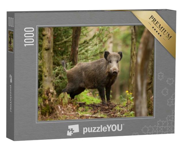 Puzzle 1000 Teile „Wildschwein, sus scrofa, in der Tschechischen Republik“