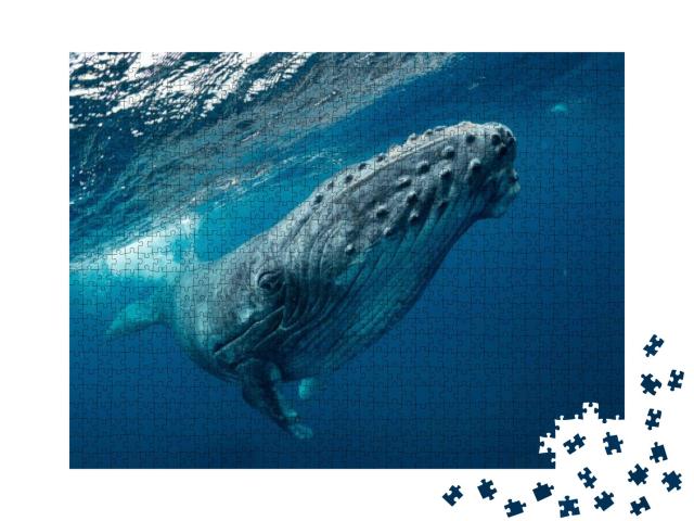 Puzzle 1000 Teile „Nahaufnahme eines schwimmenden Buckelwales im Meer, klares Wasser“