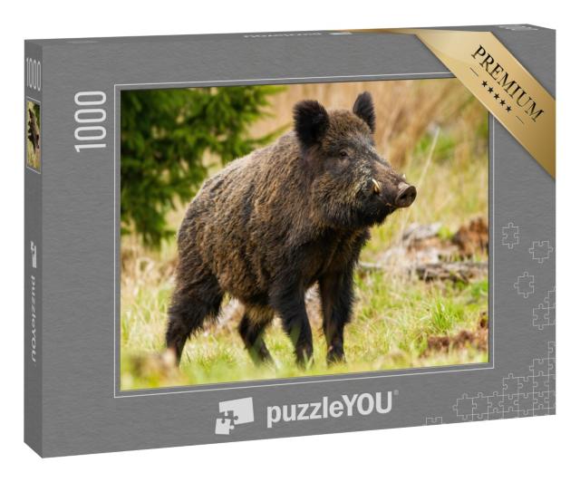 Puzzle 1000 Teile „Dominantes Wildschwein, sus scrofa, männlich, schnüffelnd, mit weißen Stoßzähnen“