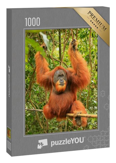 Puzzle 1000 Teile „Männlicher Sumatra-Orang-Utan, Gunung Leuser National Park“