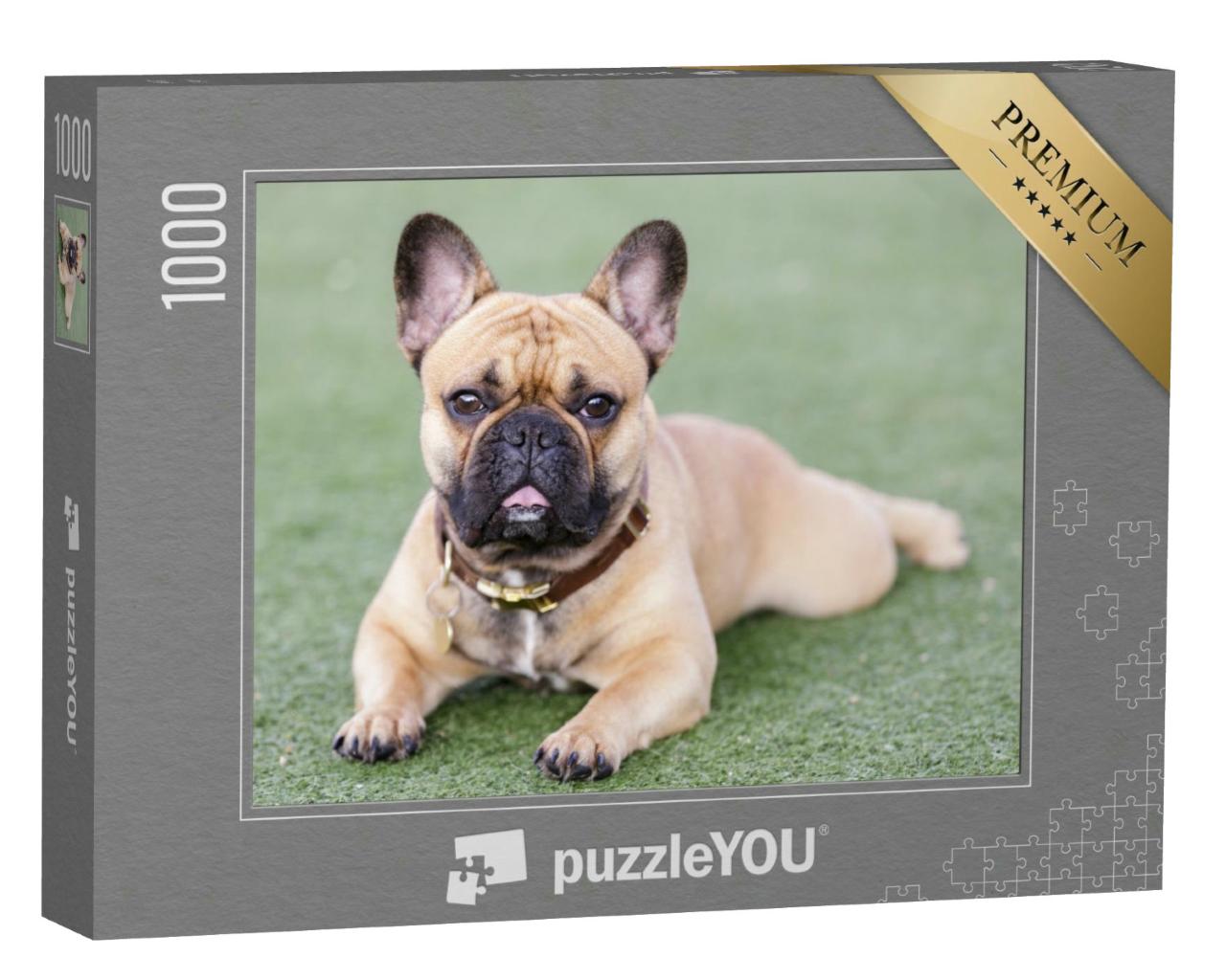 Puzzle 1000 Teile „Welpe Französische Bulldogge: süßer Blick mit offenem Maul“