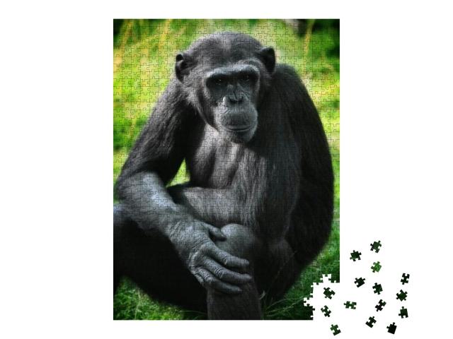 Puzzle 1000 Teile „Tierporträt: Schimpansen“