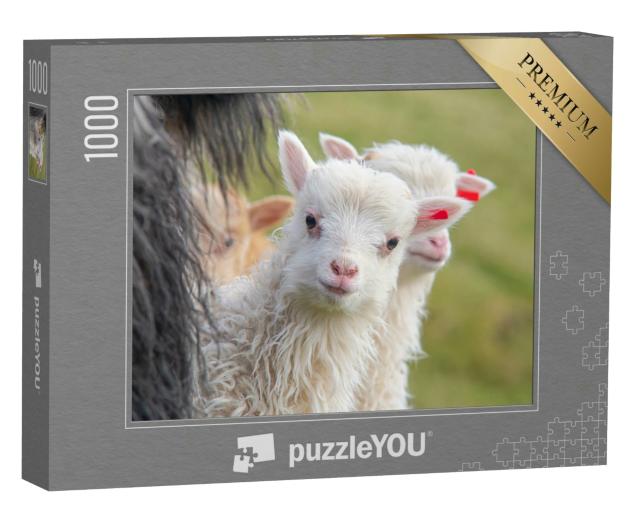 Puzzle 1000 Teile „Junges Lamm schaut neurgierig in die Kamera, Porträt eines Schafes“