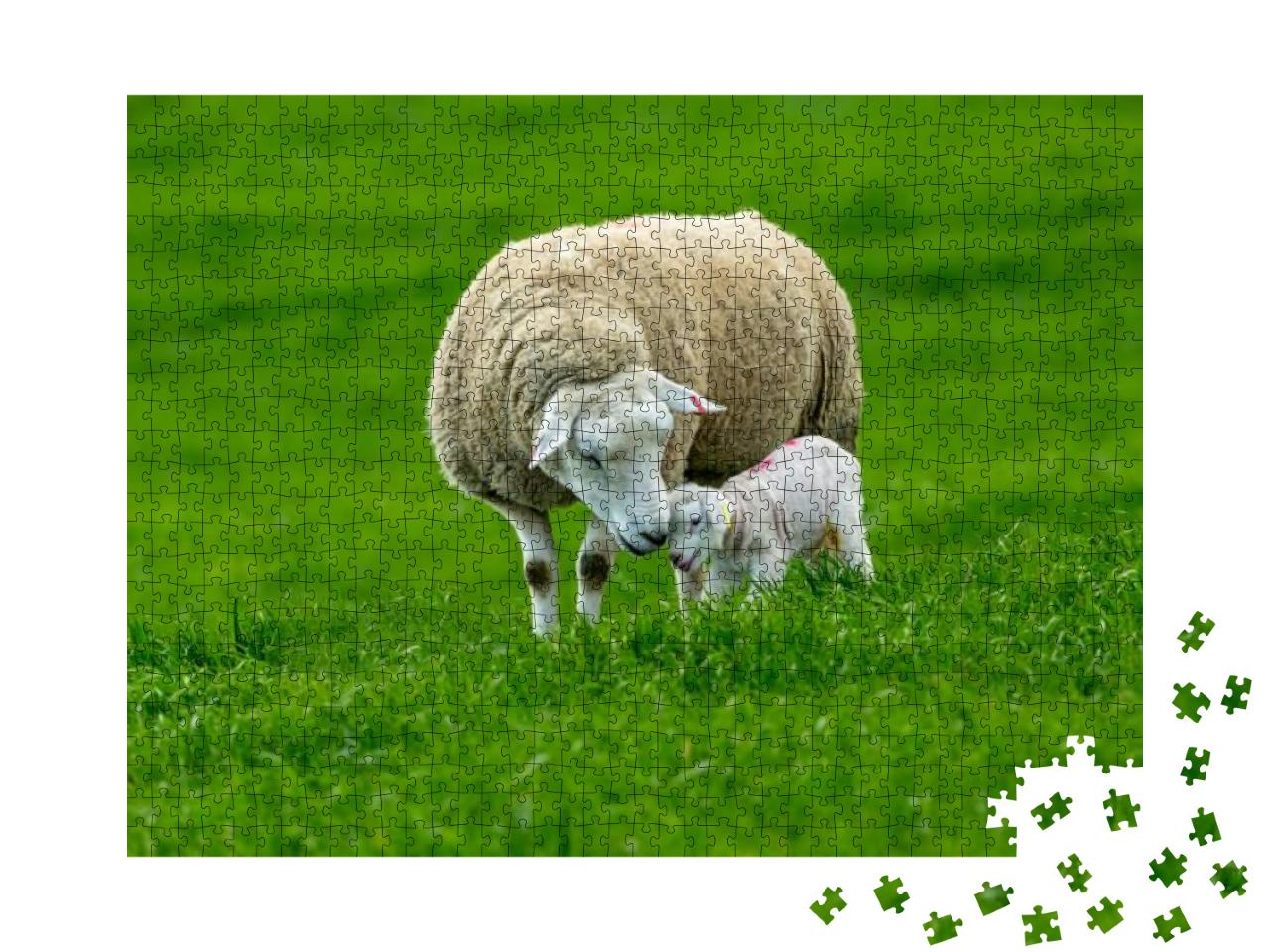 Puzzle 1000 Teile „Ein Schaf mit seinem neugeborenen Lamm, ein zärtlicher Moment“