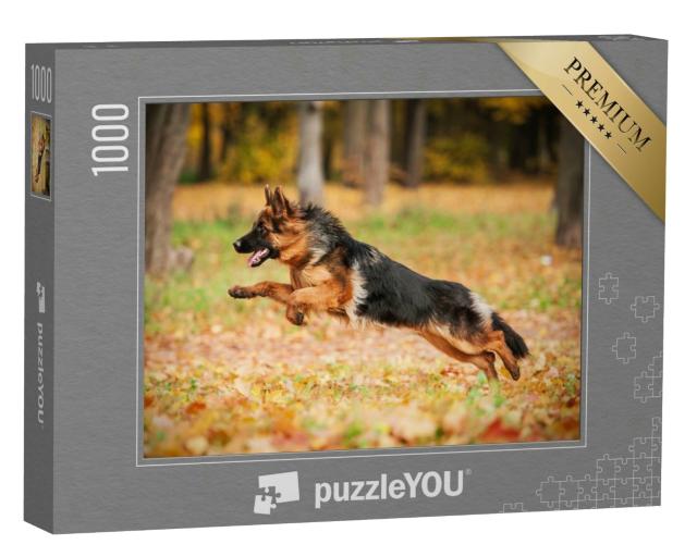 Puzzle 1000 Teile „Deutscher Schäferhund beim Spielen im Herbst, im Sprung, Blick nach links“