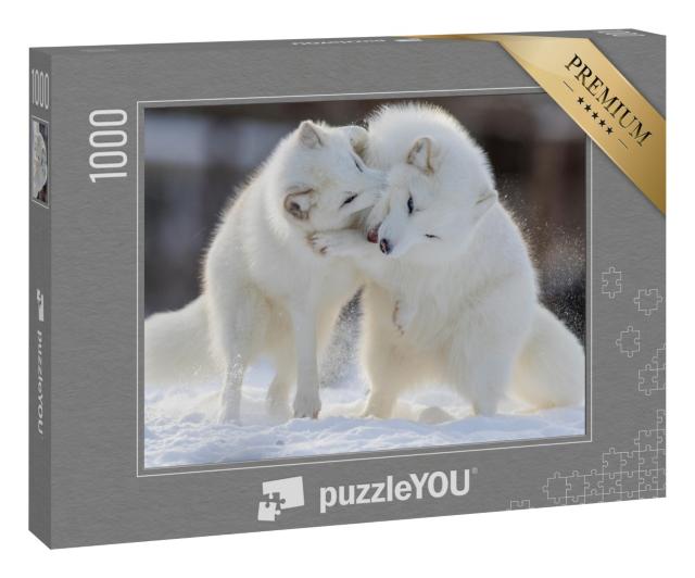 Puzzle 1000 Teile „Polarfüchse beim Kampf“