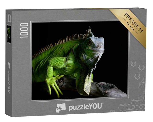 Puzzle 1000 Teile „Großer grüner Leguan auf isoliertem schwarzem Hintergrund“