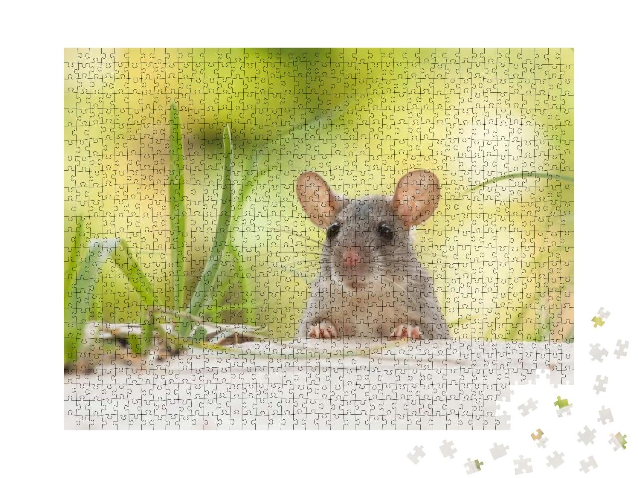 Puzzle 1000 Teile „Ratte mit großen Ohren im Freien, Hof, grünes Gras“