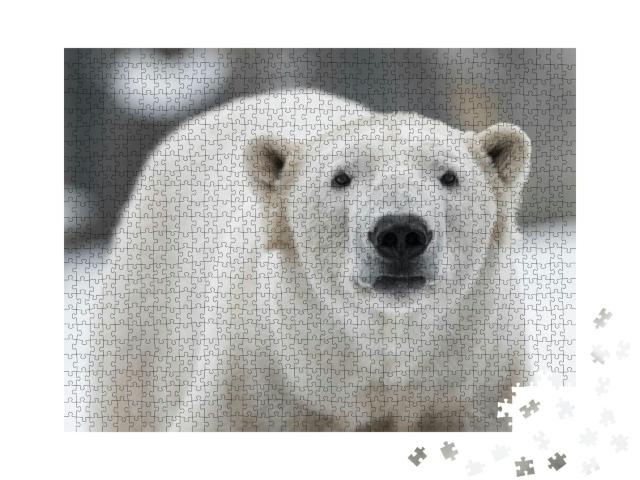Puzzle 1000 Teile „Männlicher Eisbär, Ursus maritimus im Schnee“