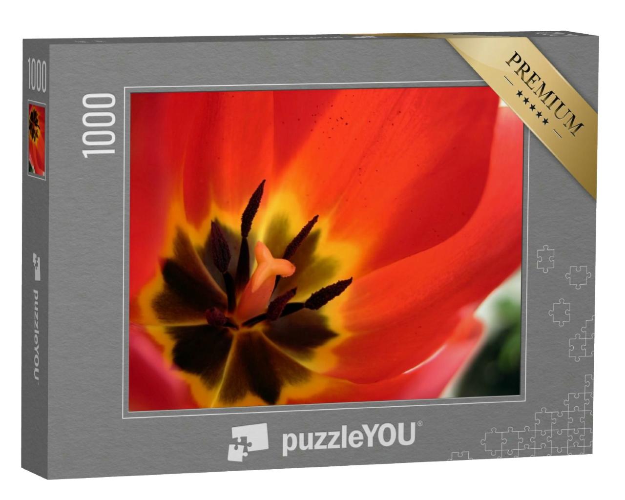 Puzzle 1000 Teile „Makroaufnahme: Tulpe von innen“