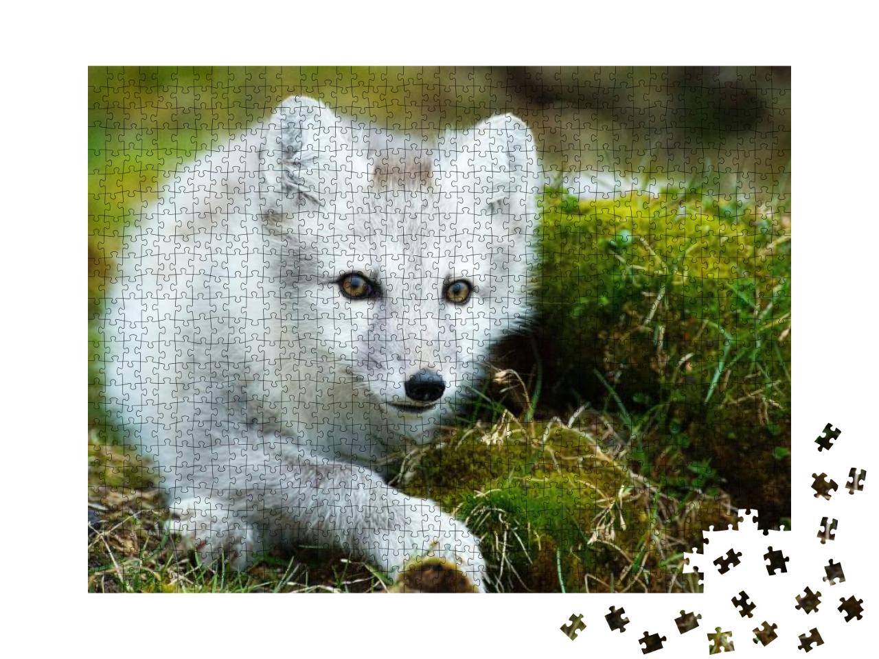Puzzle 1000 Teile „Polarfuchs beim Aufwachen nach einem Nickerchen“