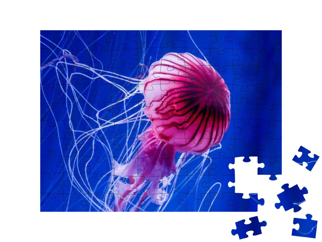 Puzzle 100 Teile „Rosafarbene Qualle vor einem blauen Meereshintergrund, Nahaufnahme“